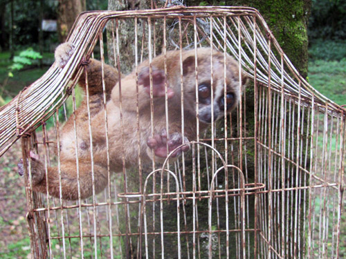 Immediate Release of Protected Animal by BBKSDA North Sumatra is Very Wise (November 12, 2016) 